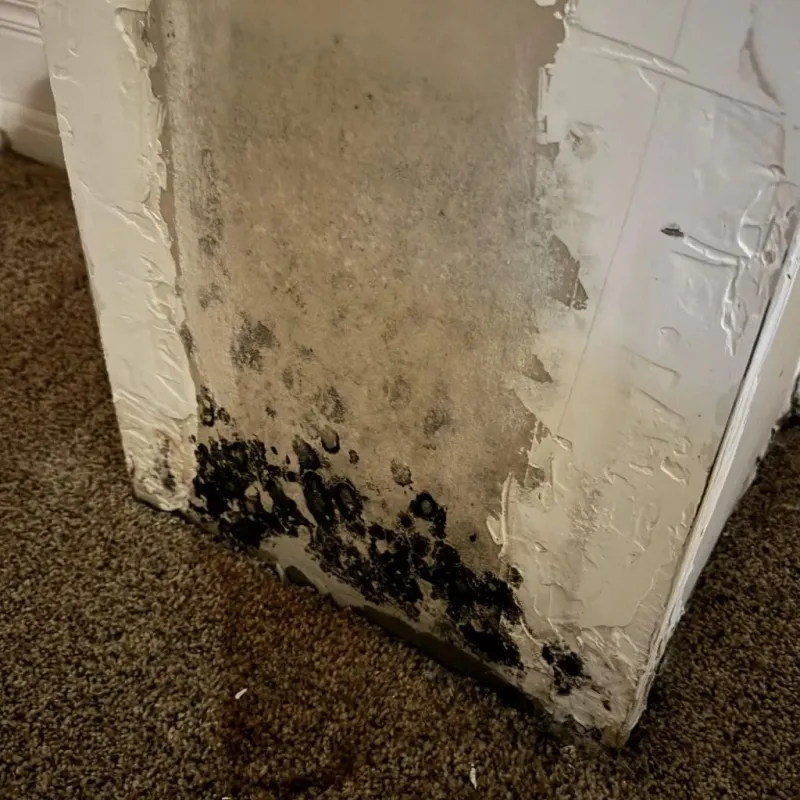 Professional Mold Removal in Gifford, IL